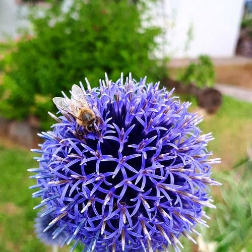 Bee on the ball flower..