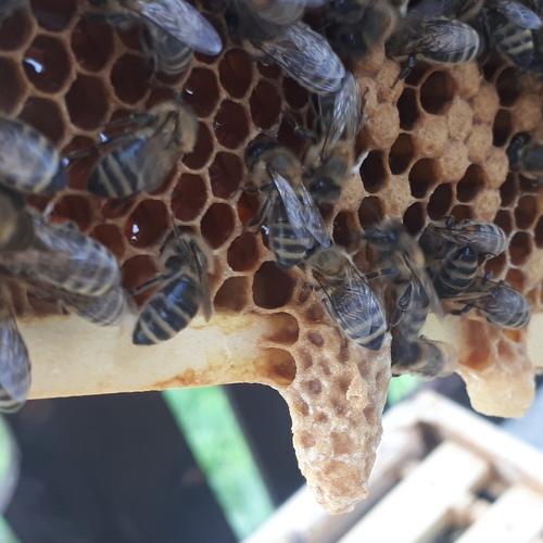 Photo #5247401