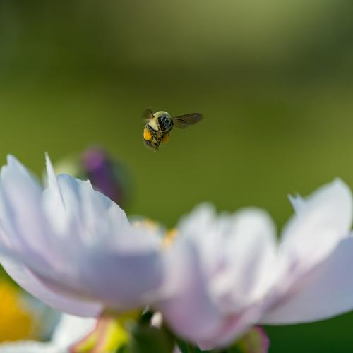 Bee at work, carrying pollen