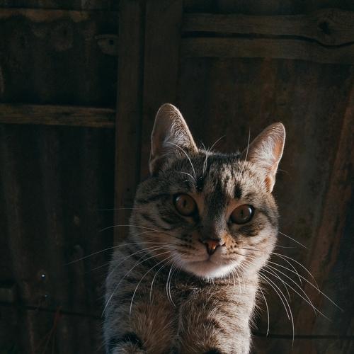 Photo #5247861