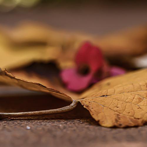 Photo #5248230