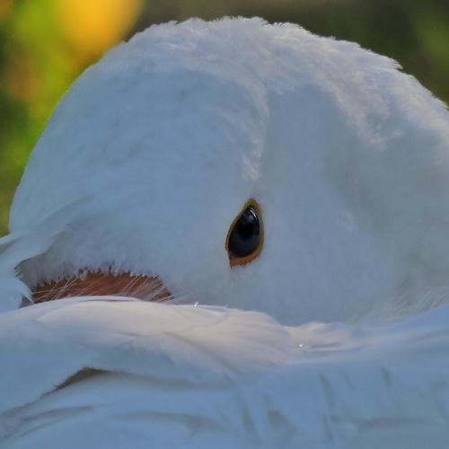 Photo #5248431