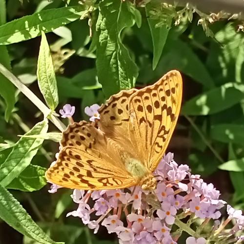Photo #5248456