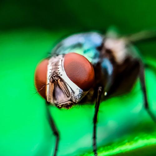 Photo #5248955