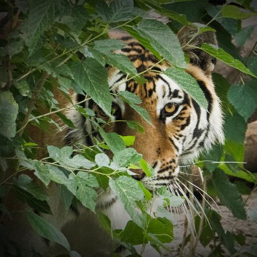 Photo #5248963
