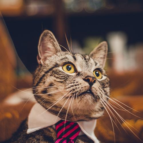 Photo #5249253