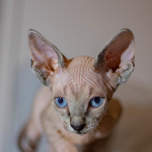 Photo #5249585