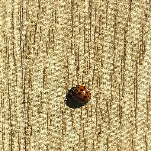 Photo #5250109