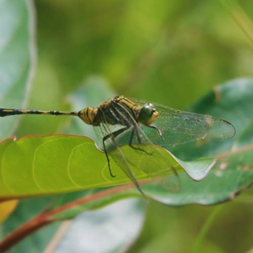 Photo #5250336