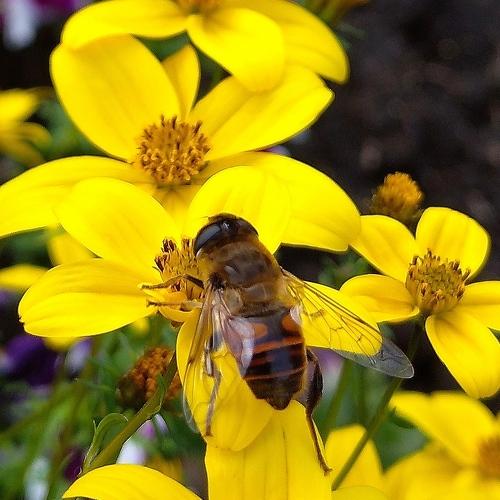 Photo #5250680