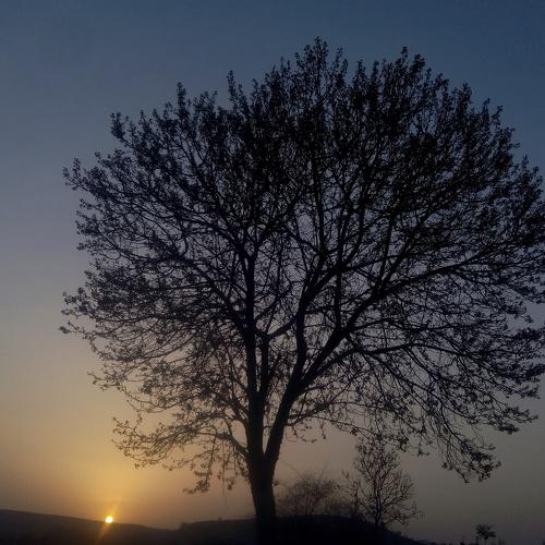 Single tree