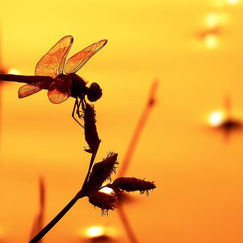 Feel The Sunshine