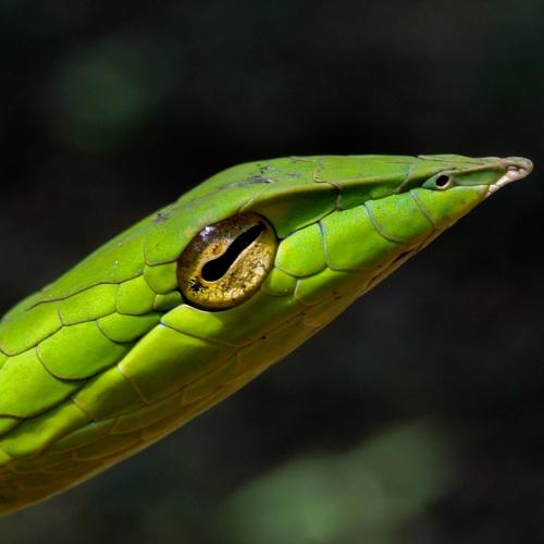 Golden eye