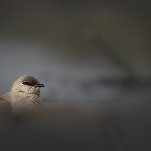 Photo #5252111