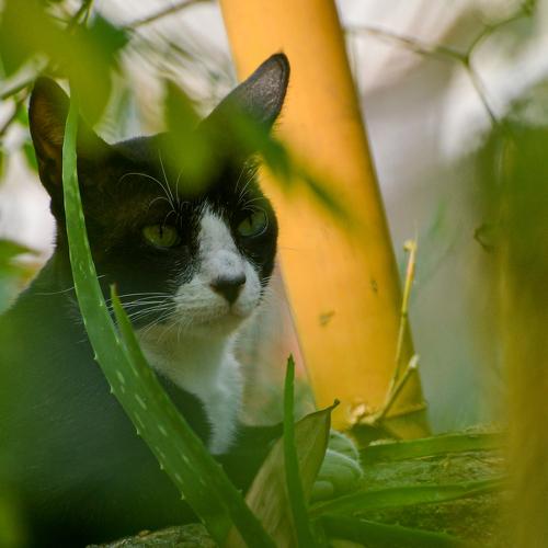 Photo #5252713