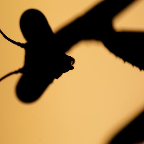 Фотография #5252744