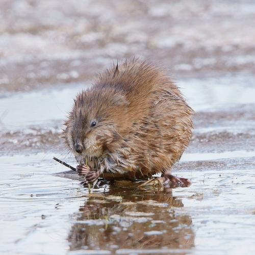 Photo #5253065