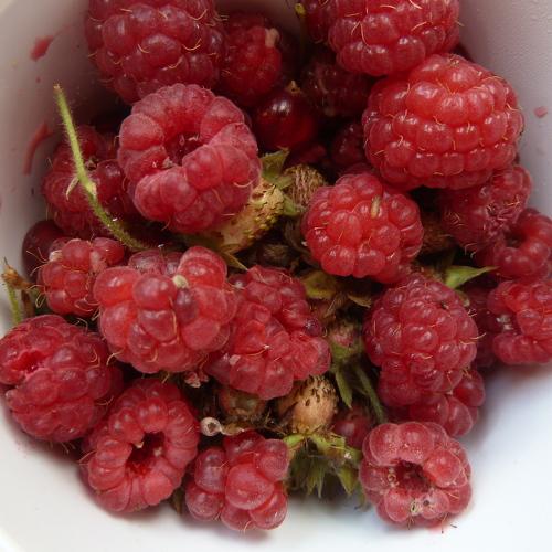 Photo #5253166