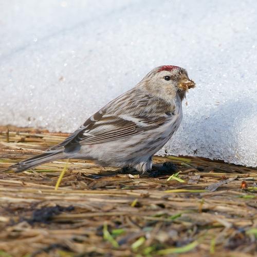 Photo #5253611