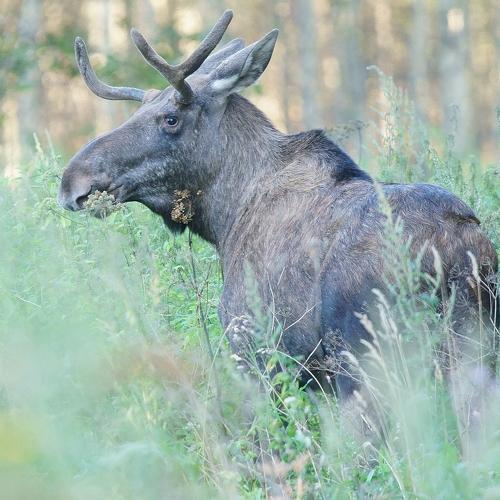 Photo #5253649