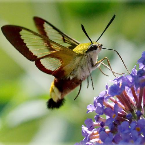 gadfly