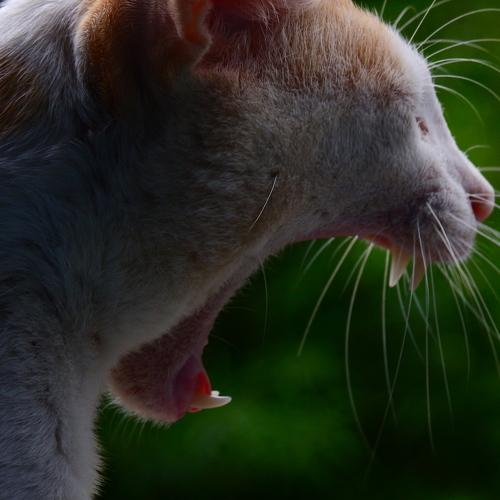 TOM
