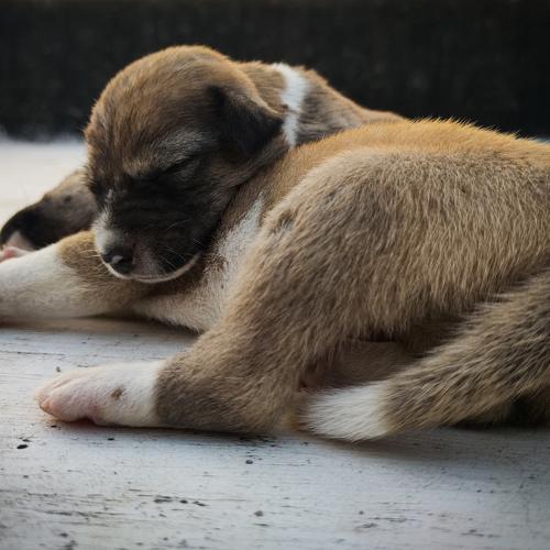 Lovely Puppies