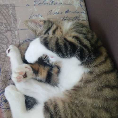 Photo #5254618