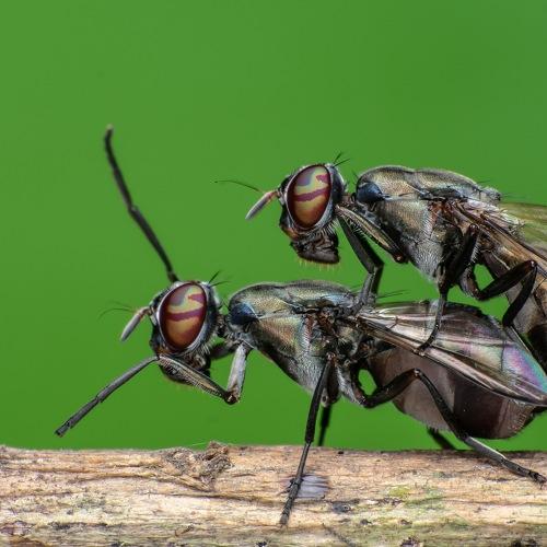 Mating