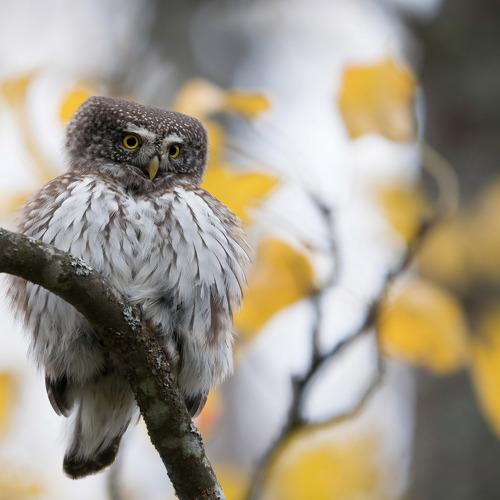 Последние краски октября с воробьиным сычом.