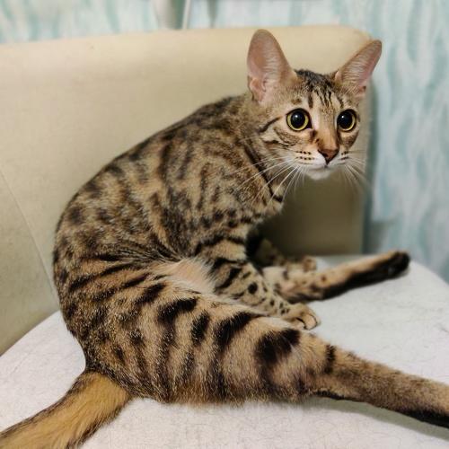 Photo #5256290