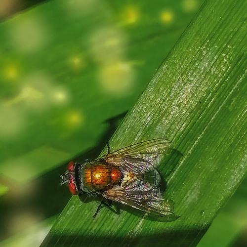 Fly