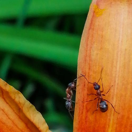 Ants