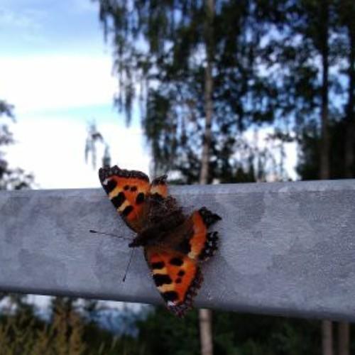 Photo #5257049