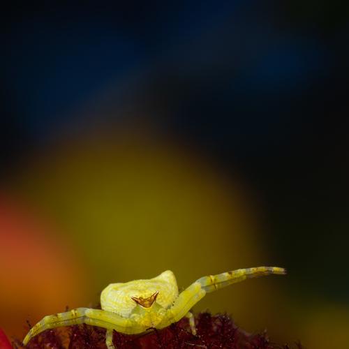 Adorable Killer.