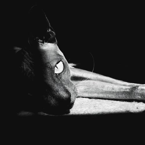 Photo #5258300