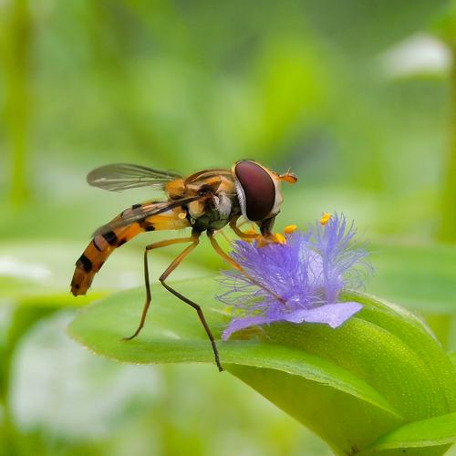 The pollen thief