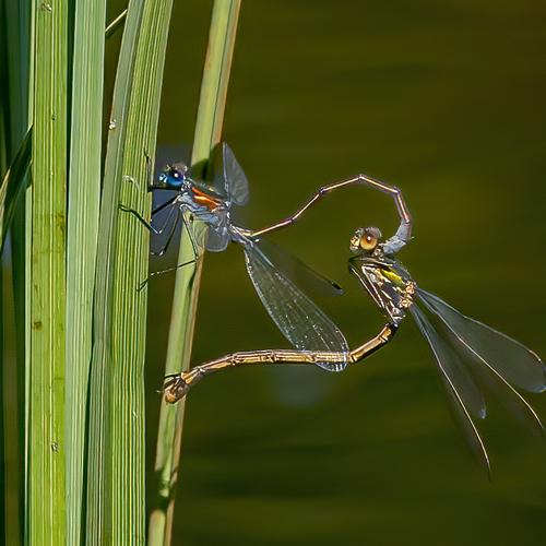 Photo #5259915