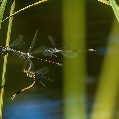 Photo #5259916