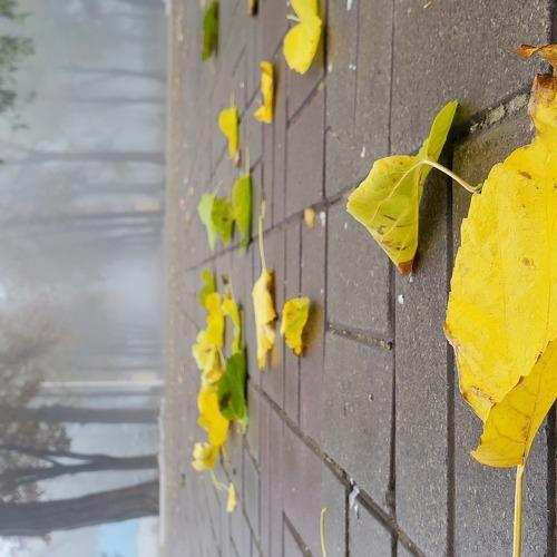 Photo #5260244