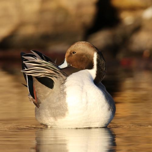 mal et femelle canard pilet