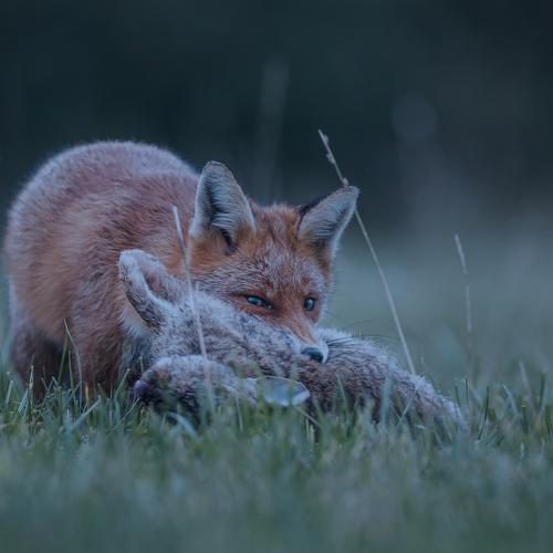 Fox and rabbit