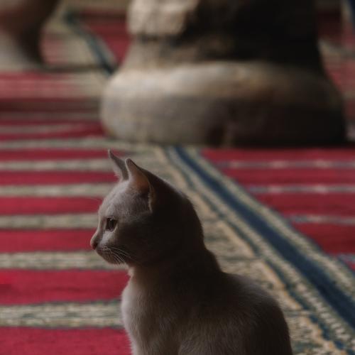 Photo #5260746