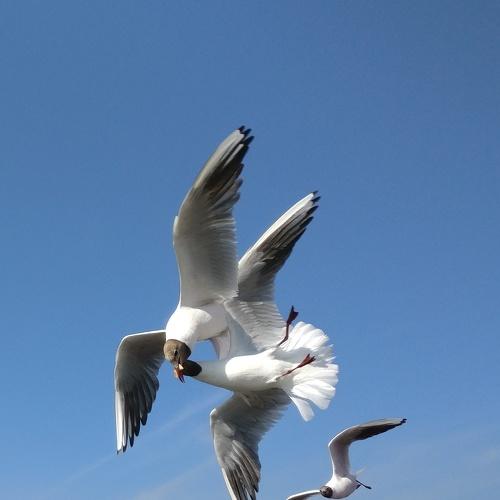 Photo #5261112