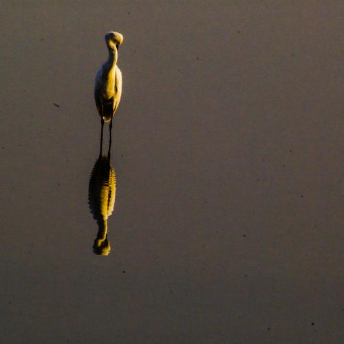Photo #5261455