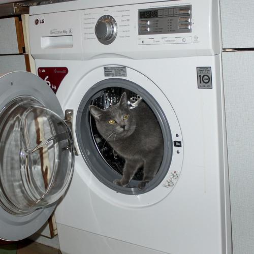 Photo #5261847