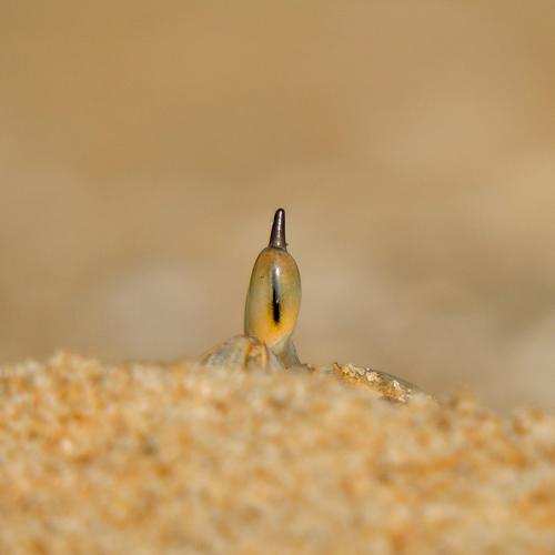 The vigilant eye