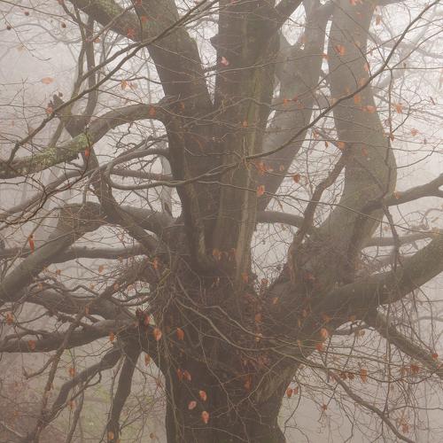 Photo #5263415