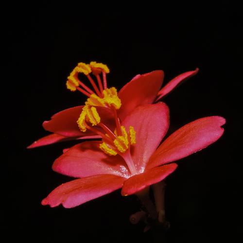 Crimson beauties