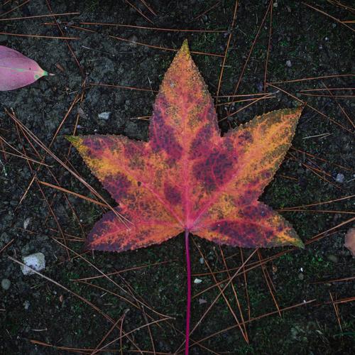 Photo #5264083